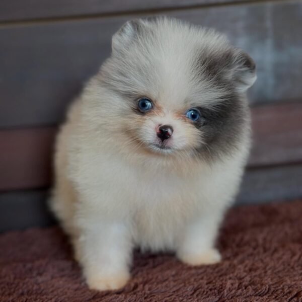 Pomeranian puppies for sale in california