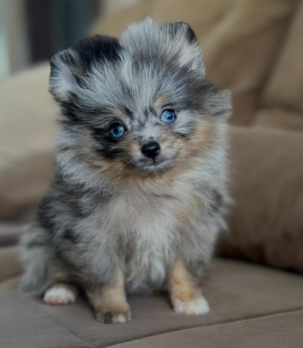 Affordable Pomeranian Puppies for Sale in New York Under $500