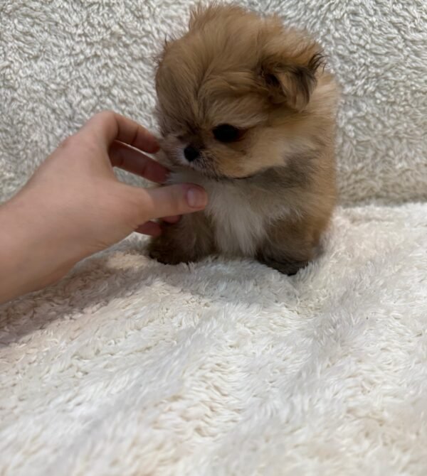Lucy - Image 2