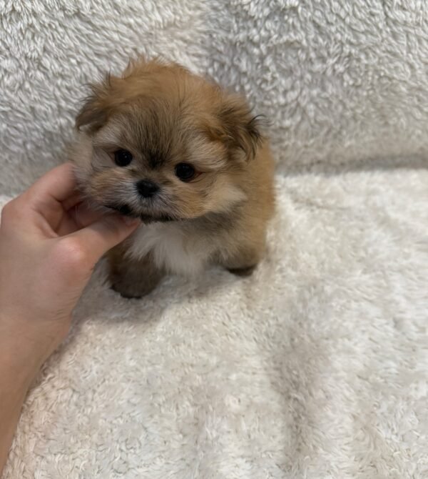 Lucy - Image 3