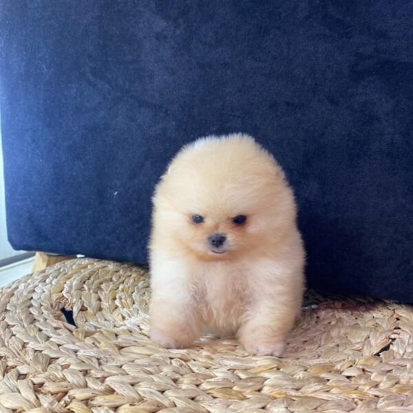 Peanut - Image 6