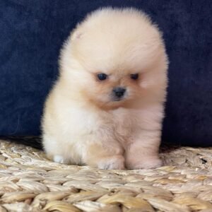 Peanut