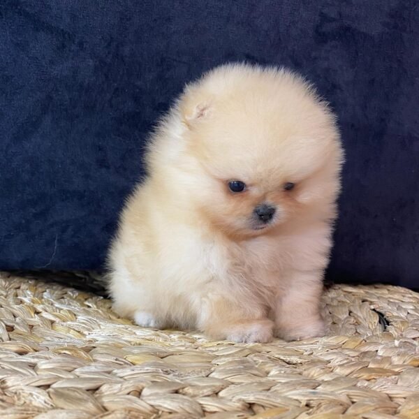 Peanut - Image 4