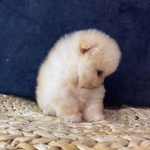 Peanut - Image 3