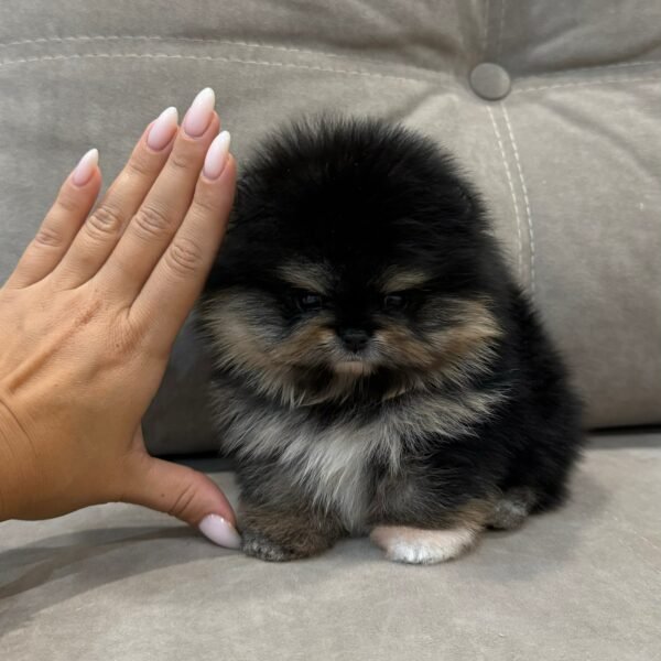 Sonny - Image 6