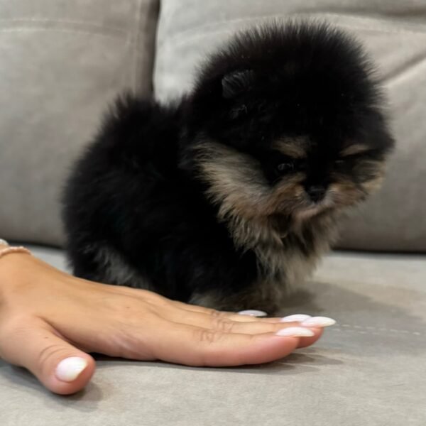 Sonny - Image 4