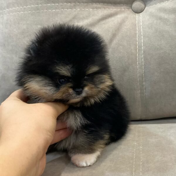 Sonny - Image 3