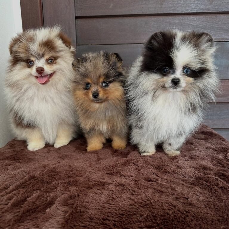 Pomeranian puppies for adoption in new jersey