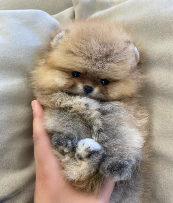 Ziggy - Image 5