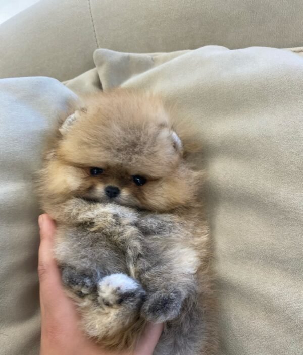 Ziggy - Image 3