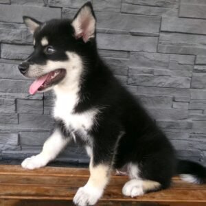 Asher - Available Now