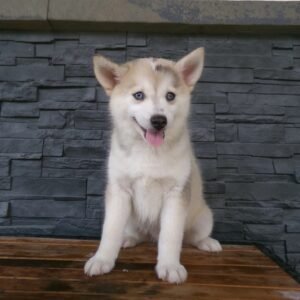 Bronx - Available Now