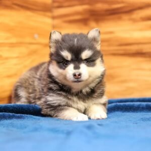 Candy - Available Now