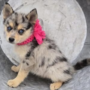 Pansy - Available Now