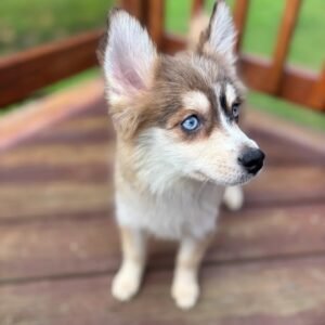 Queen - Available Now