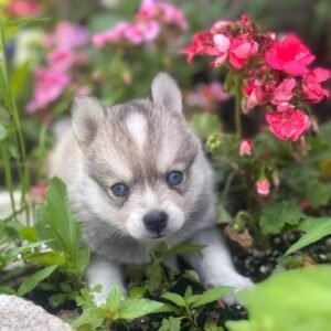 Shayla - Available Now