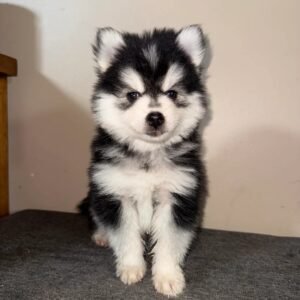 Snicker - Available Now