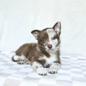 Walker - Available Now